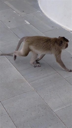 Nice monkey find food to eat #monkey #nice #eating #monkeylover