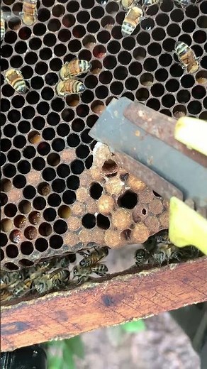 Beekeeping Tip: Remove Weak Queen Cells 👑 | Keep Bees Productive!