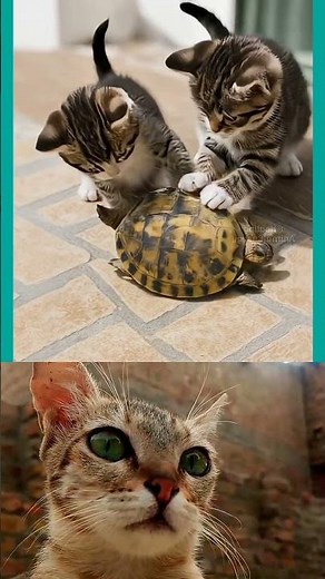 Kittens Rescue Turtle, Big Cat's Reaction is Priceless! 😂 | Viral Animal Short 2025
