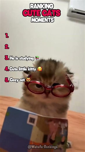 Ranking Cute Cats 😻🎀