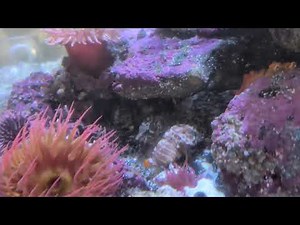 Grumpy Grunt Sculpin