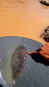 Gold rust appears on the surface of the river, indicating the location of the point where the gold is located.‼️💵💯⚒️ #golddiscovery #goldprospecting #treasure #river | Dedi Gold Dollar