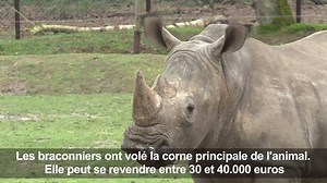 Les soigneurs du zoo de Thoiry, près de Paris, sont inconsolables après la découverte d'un de leurs rhinocéros, Vince, quatre ans, abattu de trois balles dans la tête, la corne principale sciée et volée #AFP | Agence France-Presse