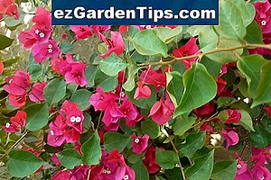 Cómo podar un arbusto Viburnum 🌱 Tips Jardineros - Es.ezGardenTips.com