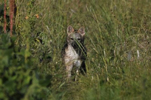 Elogio del zorro: investigación muestra el rol de los zorros de monte como restauradores de ambientes nativos