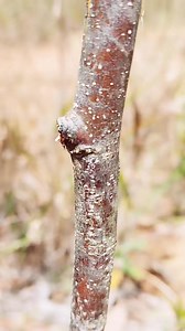 #graftingtechniques #satisfying #virelvideo #gardening #PlantBased #trees #videoreelsシ #short #grafting | Greenly wood