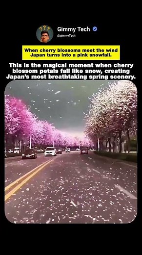 The Beautiful “Pink Snow” of Japan’s Cherry Blossoms
