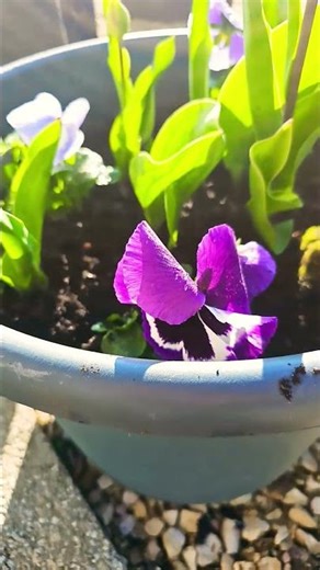 planted spring flowers #dreamhouseinfrance #tatianamotivator #spring #flowers