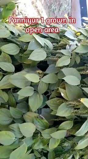 Black pepper | bumper crop tricks