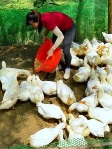 Garden Bushcraft: Raising Ducks & Chickens on the Farm
