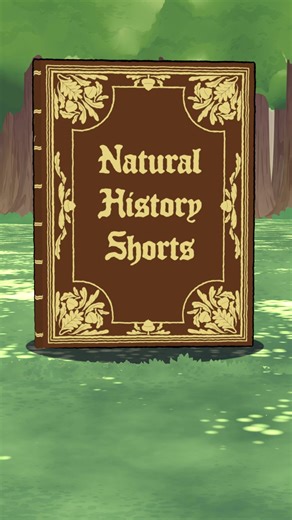 Natural History Shorts: Discover Our Second Channel