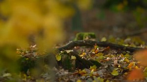 Prehistoric Planet Documentary Season 1 Episode: Forests Corythoraptor jacobsi An Asian oviraptorid theropod that lives in flocks and feeds on ginkgo nuts. Appears in “Forests” and “Badlands”. • Qianzhousaurus sinensis A medium-sized tyrannosaur that dwells in the forests of East Asia, hunting dinosaurs such as Corythoraptor. Credit to: BBC & Prehistoric Planet Documentary 🚨 𝘈𝘭𝘭 𝘳𝘪𝘨𝘩𝘵𝘴 𝘢𝘯𝘥 𝘤𝘳𝘦𝘥𝘪𝘵𝘴 𝘳𝘦𝘴𝘦𝘳𝘷𝘦𝘥 𝘵𝘰 𝘵𝘩𝘦 𝘳𝘦𝘴𝘱𝘦𝘤𝘵𝘪𝘷𝘦 📩 DM me for Credit or Remova