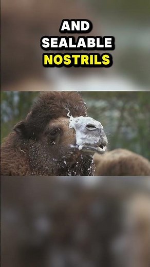 Top Ten Desert Animals with Incredible Survival Skills: Ship of the Desert