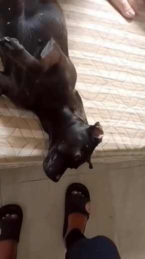 97K views · 2.4K reactions | #viralchallenge #viralreelschallenge #viral #viralvideochallenge | 5+ Priya Roy | Facebook