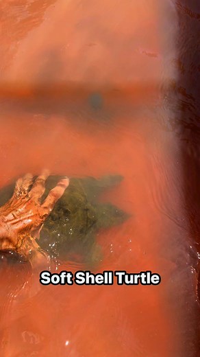 Soft shell turtle #fypageシ #fypシ゚viralシ #fypシ゚viralシfypシ゚ | Fingerlings Lagunalake