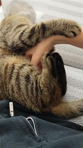 🪄🐝Maya The Cute and Curious Cat🪬Maya's daily routines🧸🍼 #arımaya 🐝🍯🌻 #cat #maya #cute #catvideos