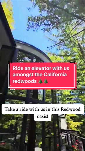 Design, Nature, and Accessibility in California Redwoods