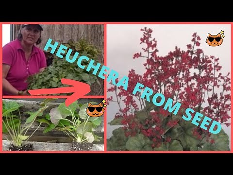 How to Grow Heuchera Coral Ruby Bells from Seed, Growing in the Grow Room