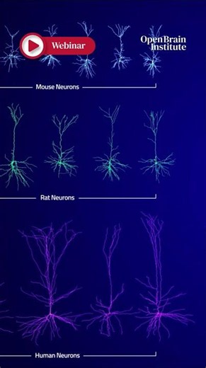 Webinar | From Neuronal Morphologies to Insights using the OBI Virtual Labs