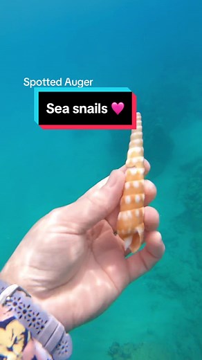 Marine Gastropod Appreciation in Hawaii