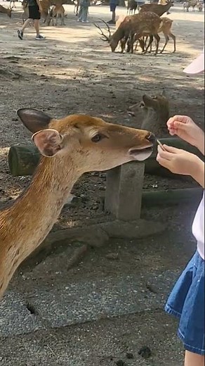 오사카 나라에 사슴보러 다녀왔어요🦌#narapark#osaka#travel#japan#summervacation