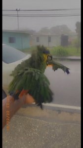 To license this content please click here: https://www.jukinmedia.com/licensing/view/1364128?utm_source=RMsocialpost&utm_medium=RMsocialpost | Jukin Copyright Management | Facebook