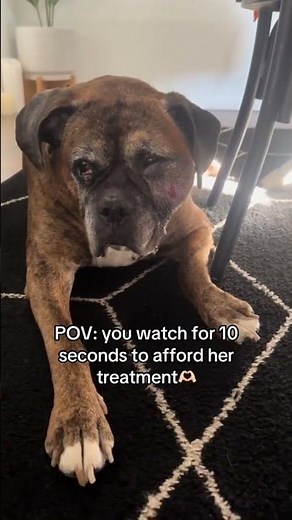 My dog Lucy has been diagnosed with mouth cancer (fibrosarcoma) that needs urgent treatment.