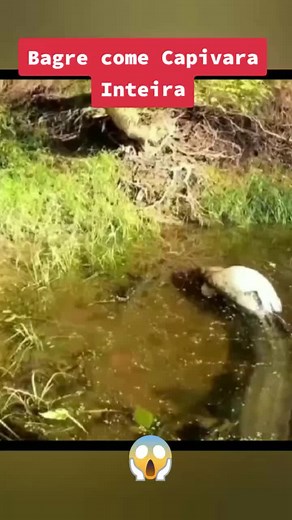 Dicas de pesca no TikTok