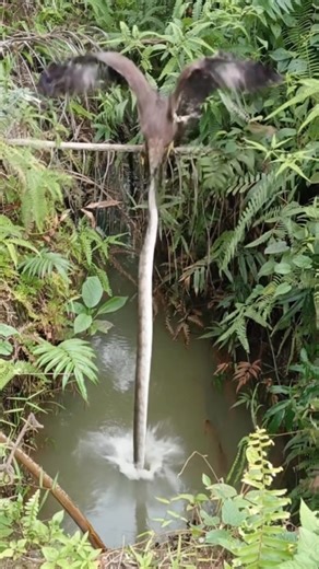 Dans Riquelme on Instagram: "Python VS Eagle + Piranhas In Small River 👀 #snake #eagle #piranhas"