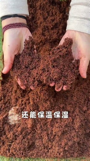 Is the turtle environment ready for hibernation? Daily routine of raising a turtle Hibernation i