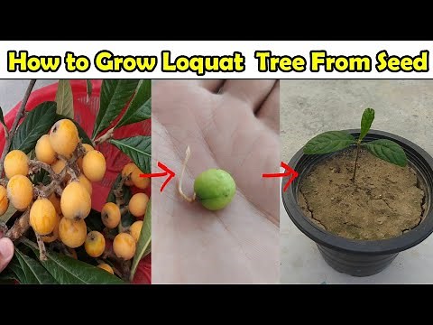 How to Grow Yellow Loquat tree From Seeds