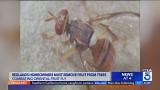 Fruit fly infestation prompting drastic measures in the Inland Empire