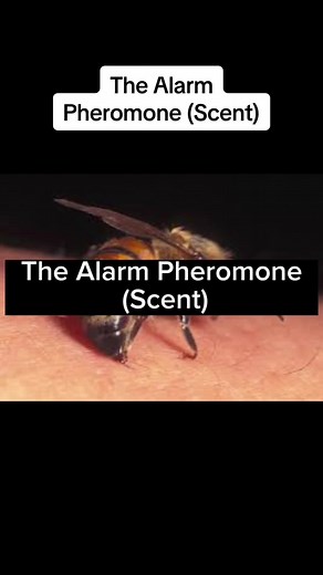Entendiendo el Pheromone de Alarma de las Abejas