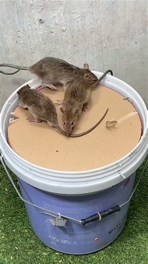 alat perangkap tikus paling ampuh -jebakan tikus #perangkaptikus #shorts #mouse #mausefalle