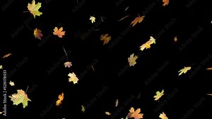 Falling real maple leaves in autumn. Natural colorful isolated fall foliage. 4k overlay. Slow motion animation. Black background. 25 fps