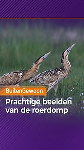 Je ziet ze niet heel vaak, de roerdomp. Het is dan ook helemaal bijzonder als je ze met z’n tweeën weet vast te leggen. 📹@j.van.lente #natuur #buitengewoon_gld #omroepgld #gelderland #natuurfotografie #nature #natuuringelderland #nederland #netherlands #mooigelderland #roerdomp | BuitenGewoon