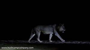 In case anyone wasn't clear on why you can't walk around by yourself at night at Mfuwe Lodge . . . video by Bushcamp Company videographer Aaron Mwale Aaron Mwale Wildlife Photography | The Bushcamp Company
