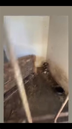 Lagarul Dragasani -Valcea ‼️‼️‼️ | Rescued dogs and cats ready for a new home