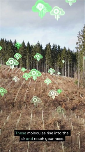 The Reason Behind the Smell of Rain