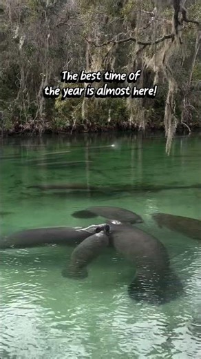 This Many Manatees Should Be Illegal…