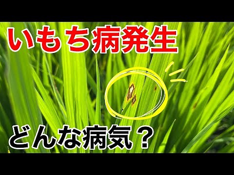 いもち病発生…！いもち病ってどんな病気？！