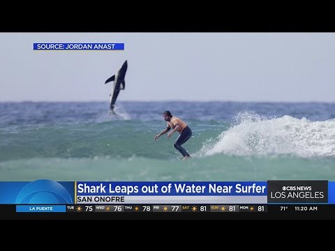 Shark leaps out of water behind surfer during competition in San Onofre