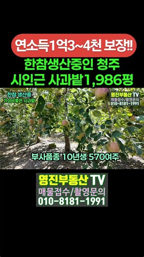 (867번)한참 생산중 사과밭1,986평 10년생 부사품종 2억6천만 청주시30분 귀농용지 강추!! #보은부동산 #충북보은토지 #충북보은사과밭 #shorts