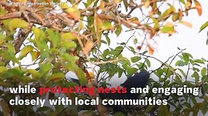 Endangered Species Day 2020: 5 Animals At Risk Of Extinction In The World