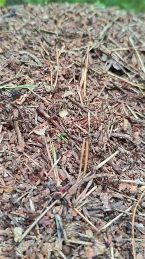 ants: relaxing sounds #nature #wildlife #insects #ants