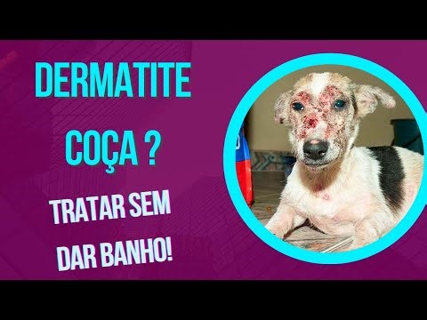 DOG WITH SKIN PROBLEMS DERMATITIS AND PYODERMATITIS IN DOGS WITH ITCHING AND HAIR LOSS AND FUNGUS