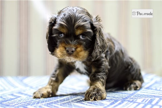 Noah - Cocker Spaniel Puppy 0F3C34
