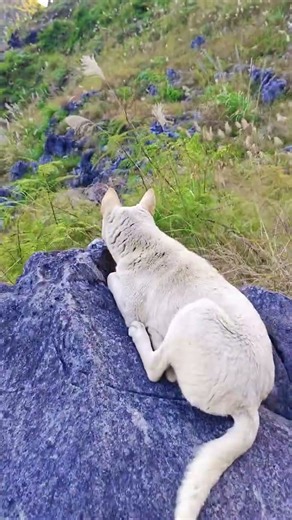Meet Our Sheep-Herding Dog | Rural Life Story#animals #cute #babyfarmanimal