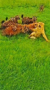 Incredible sighting of 10 hyenas swarming over a lone lioness before the rest of the pride comes to its rescue. | Wild Tings