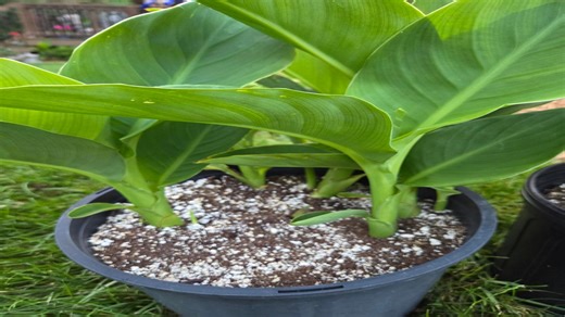 Garden: Perlite is critical when growing plants in containers
